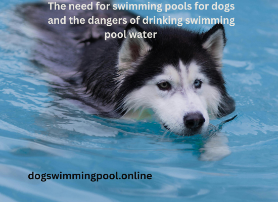 dogswimmingpool.online