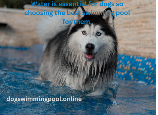 dogswimmingpool.online