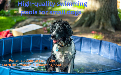 dogswimmingpool