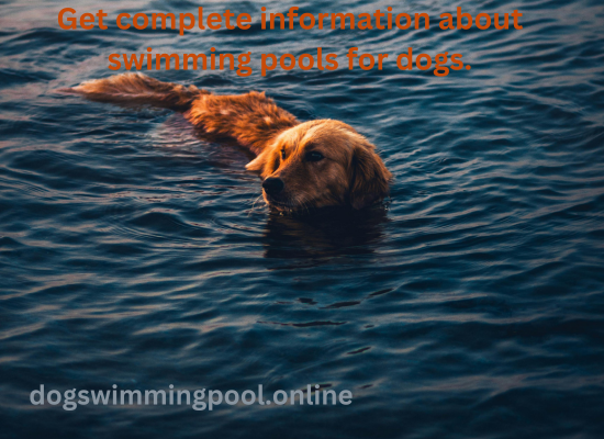 information about swimming pools for dogs