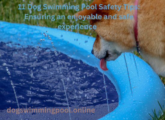 11 Dog Swimming Pool Safety Tips