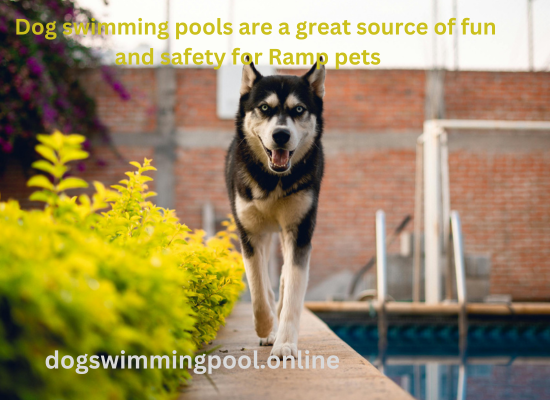 dog swimming pool