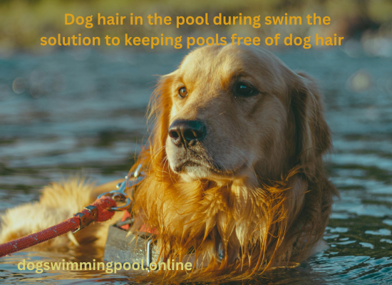 Dog hair in the pool during swim