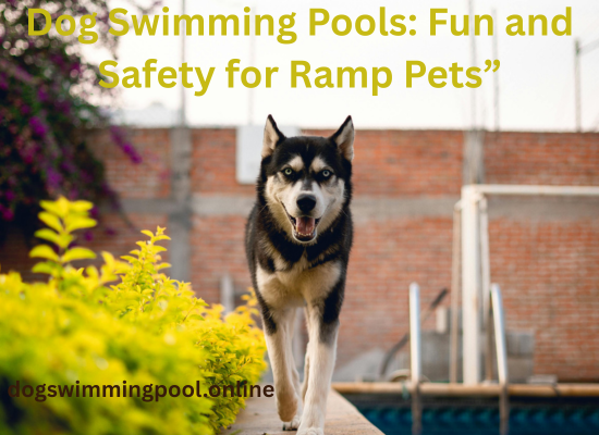 dog-swimming-pools-great-safety-ramp-pets
