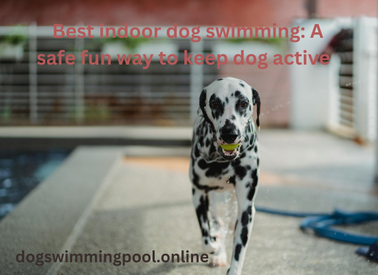 dogswimmingpool.online