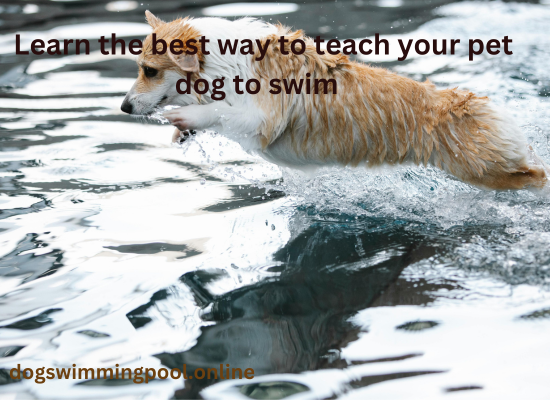 teach your pet dog to swim  